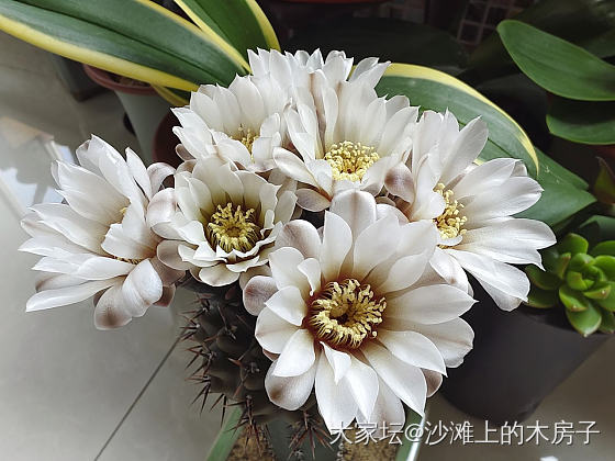 仙人掌的花原来如此好看_花植物