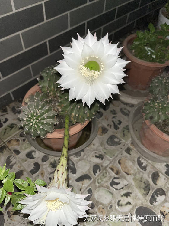 仙人掌的花原来如此好看_花植物