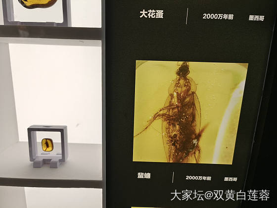 博物馆半日行_收藏琥珀蜜蜡银博物馆