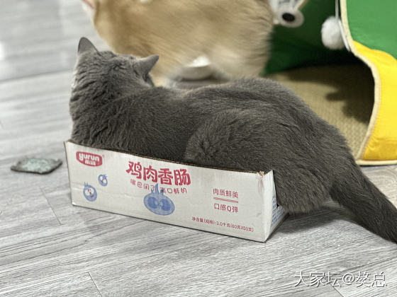 獒总：最近瘦了_猫