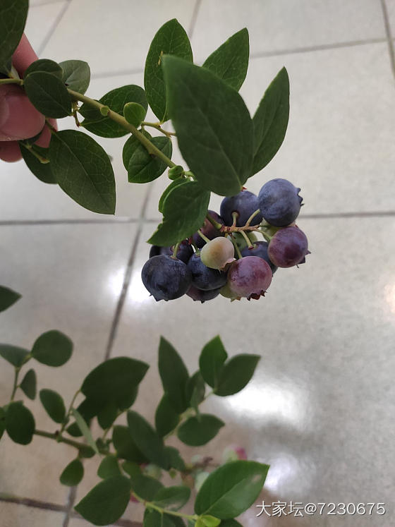 蓝莓大丰收。。。_果园