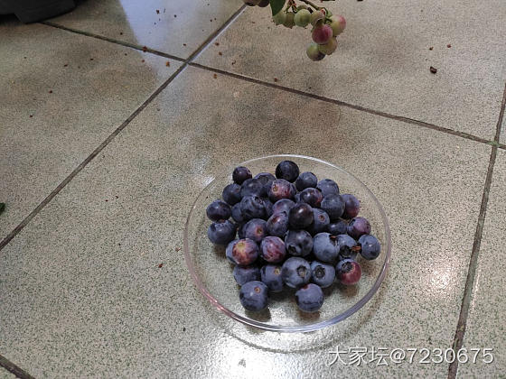 蓝莓大丰收。。。_果园