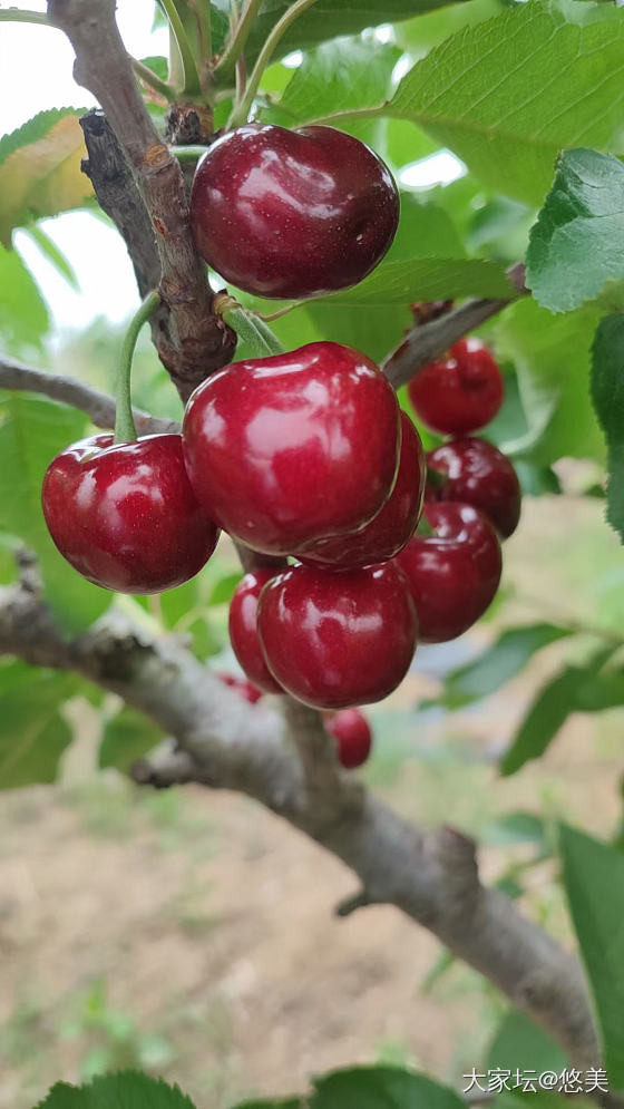 今年的樱桃🍒真是一言难尽_水果