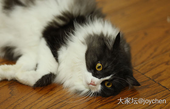 上点猫片_猫