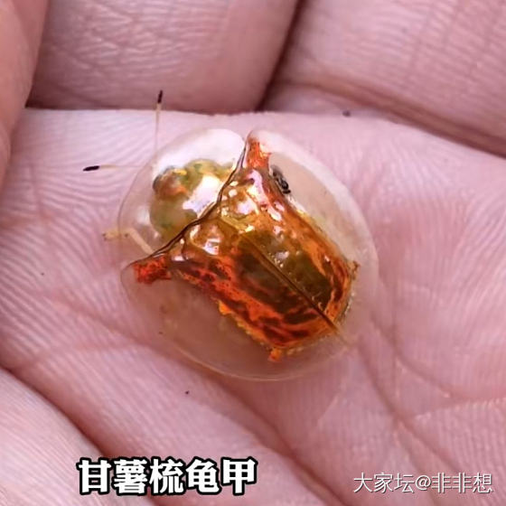 长得像金子一样的甲虫_金