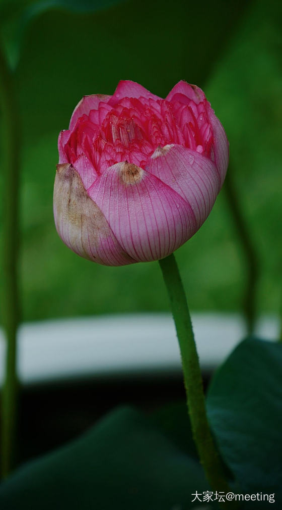 芙蓉覆雨_花