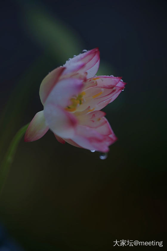 芙蓉覆雨_花