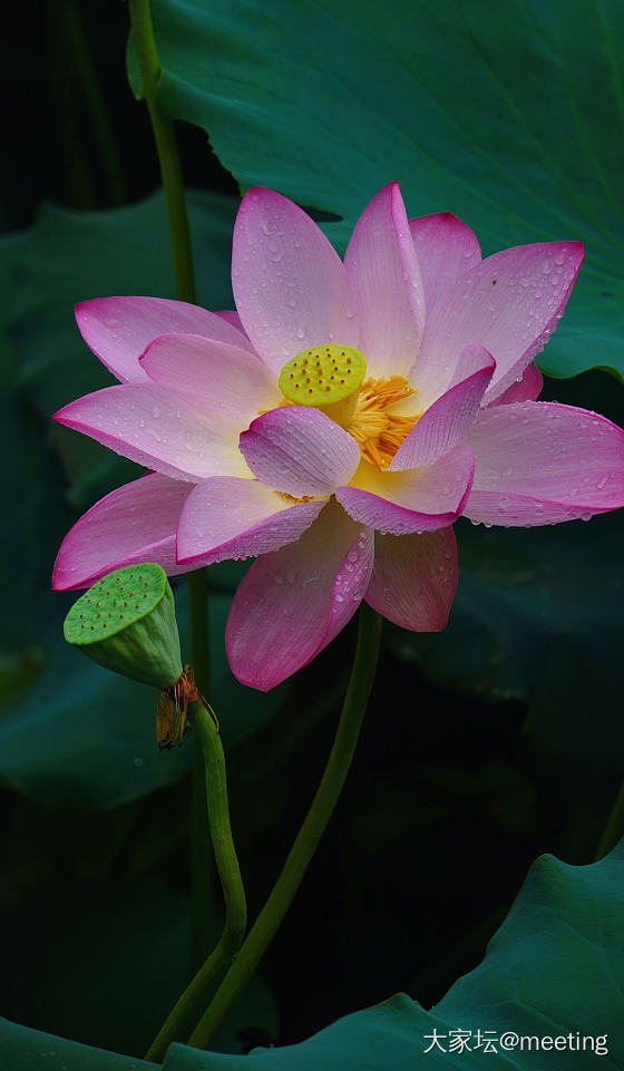 芙蓉覆雨_花