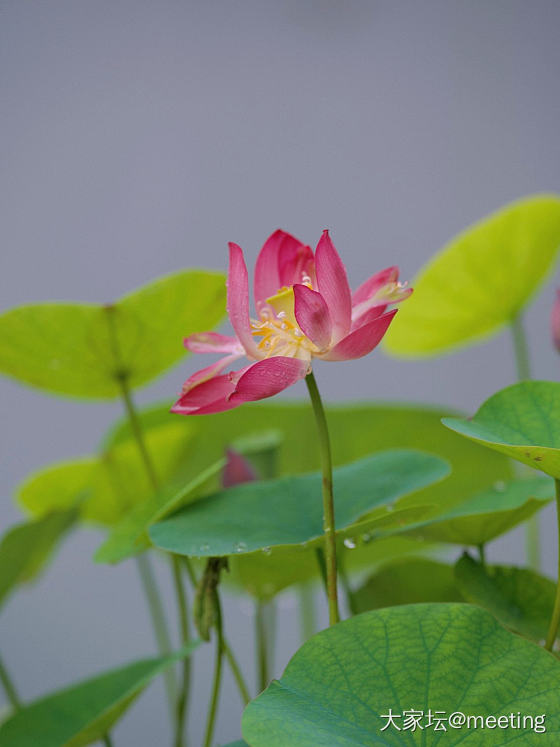 芙蓉覆雨_花