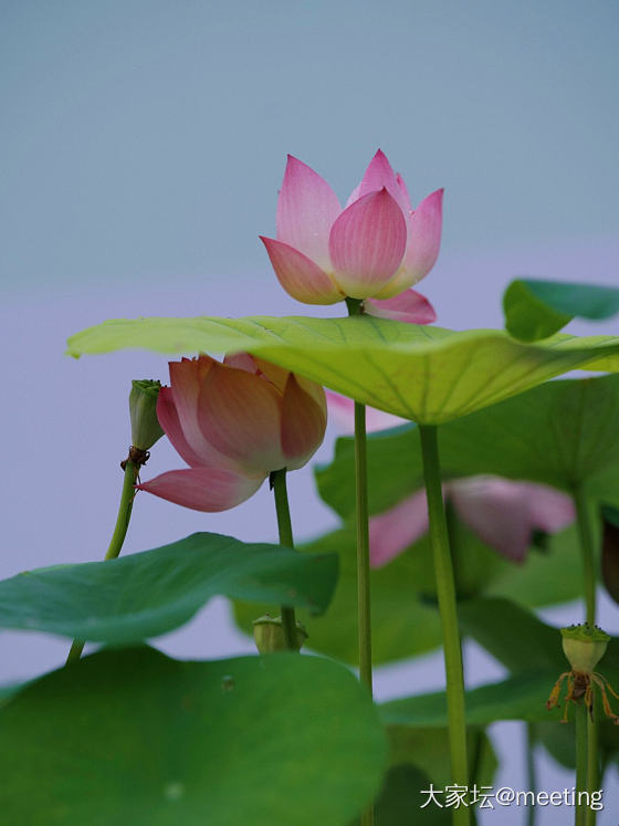 芙蓉覆雨_花