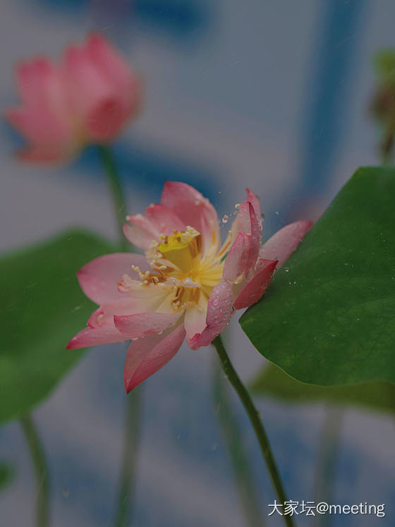 芙蓉覆雨_花