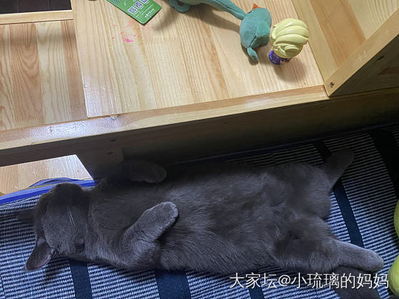 发现一只熟睡的小猫咪_猫