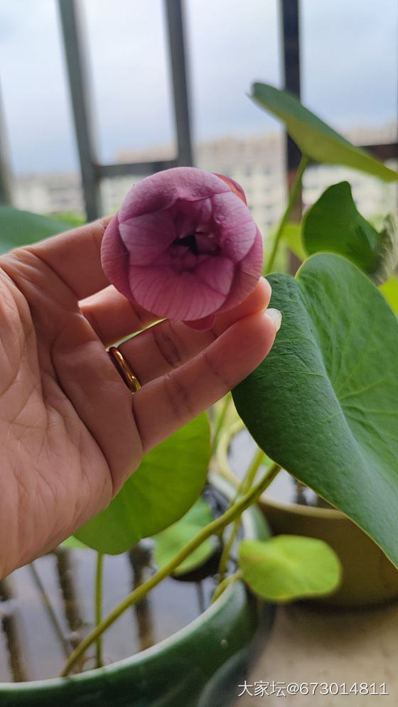 碗莲_水培植物植物