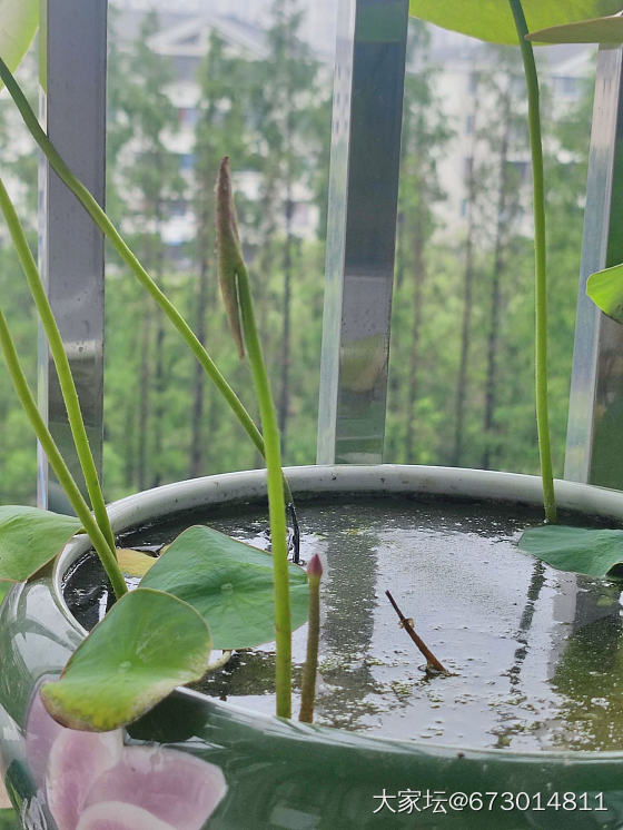 碗莲_水培植物植物