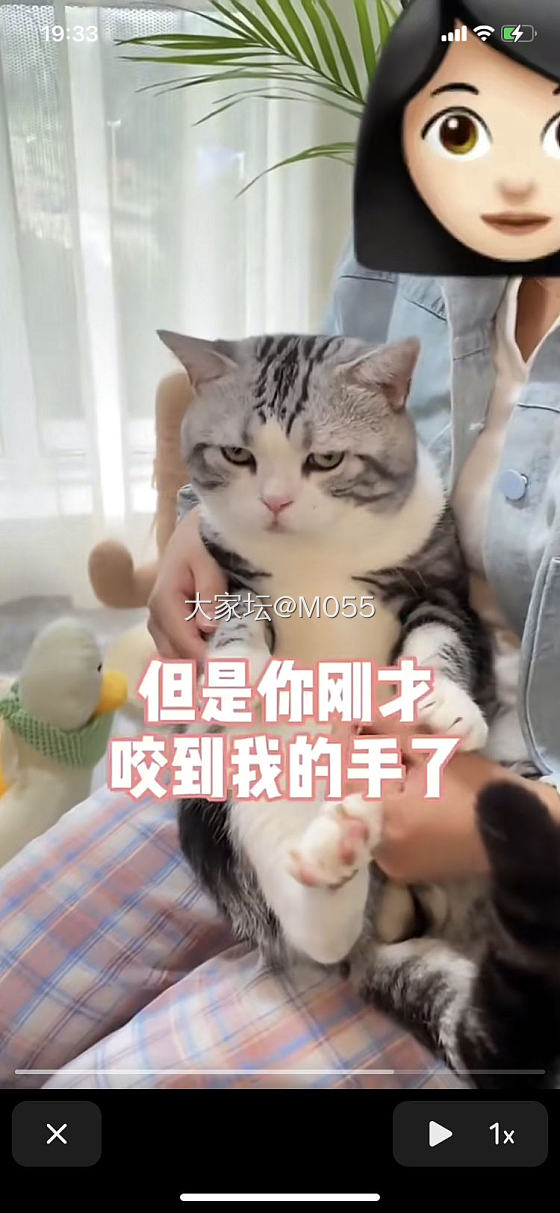 喜欢小猫咪