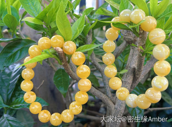 焦皮料橘黄🆚橘红_琥珀蜜蜡