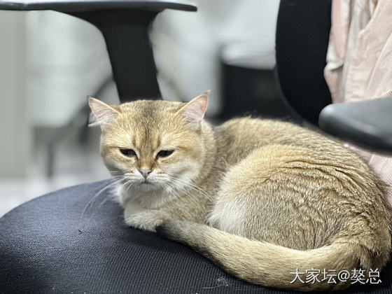 獒总：妈说低头吃饭伤脖几_猫