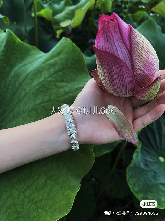 我的银手镯好好看呀！来给荷花恋爱的季节 留住美好的时光里的美_银