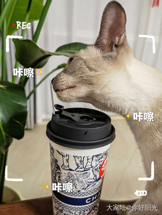 坛友们，秀出你们的大漆_猫文玩