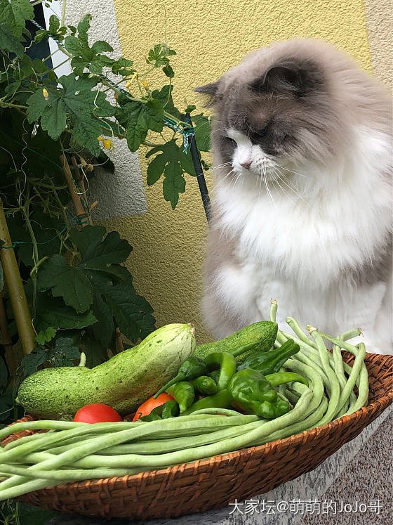 我Jo每天看到一盆盆的菜愁死了怎么吃得完_猫食材