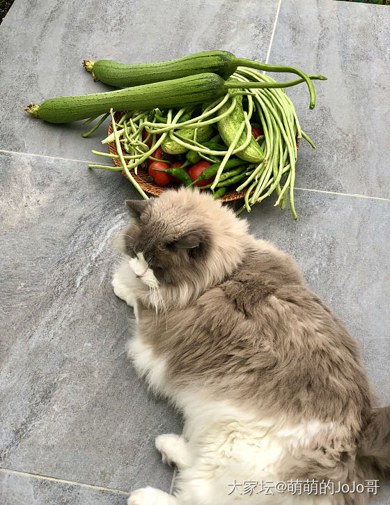 我Jo每天看到一盆盆的菜愁死了怎么吃得完_猫食材