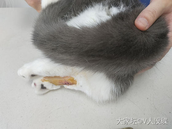 猫猫划伤了好心疼_猫