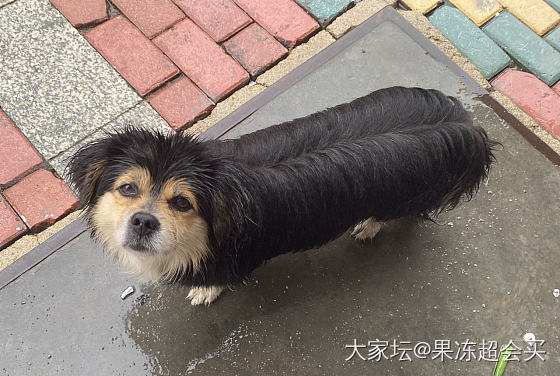 下雨天碰到的小可爱_狗