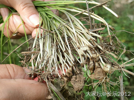 挖野菜啦_食材