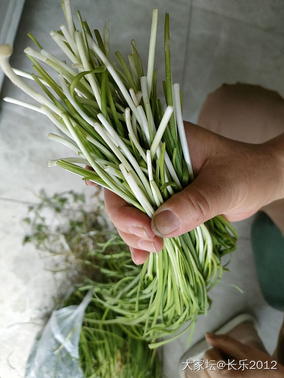 挖野菜啦_食材