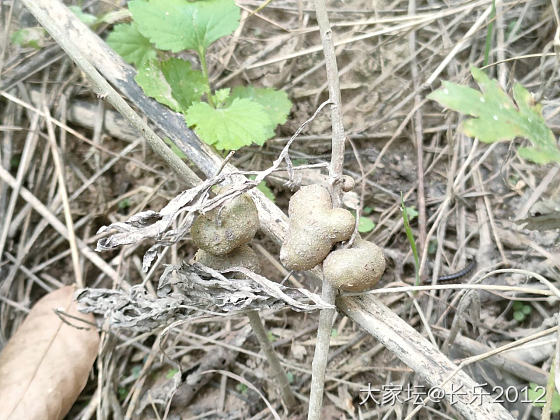 挖野菜啦_食材