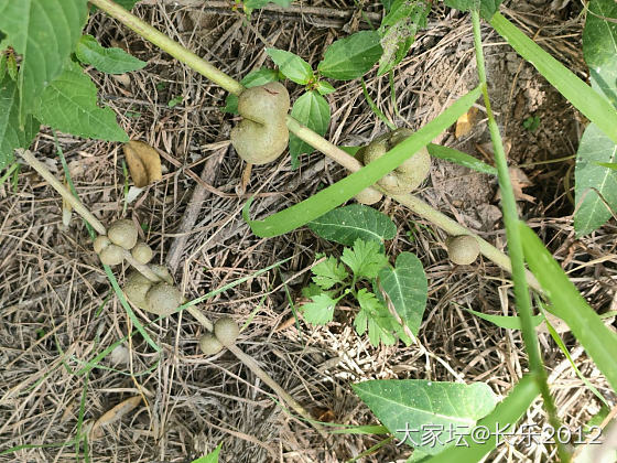 挖野菜啦_食材