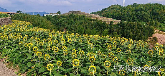 上山看向日葵花海


无人机在上方嗡嗡嗡，看客们也忙忙碌碌。
一行人出来时才发觉..._植物