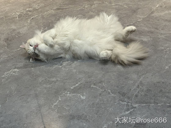 小猫猫啊，太能吃了_猫