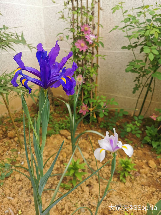 下雨天，宅家喝咖啡，听雨落，浅晒一下我种的部分花花。

两三个礼拜没有回我的小院...