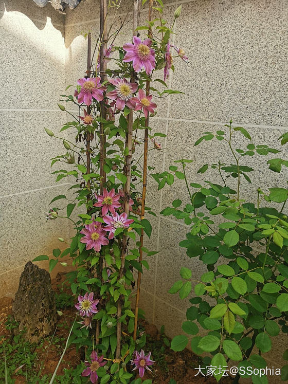 下雨天，宅家喝咖啡，听雨落，浅晒一下我种的部分花花。

两三个礼拜没有回我的小院...