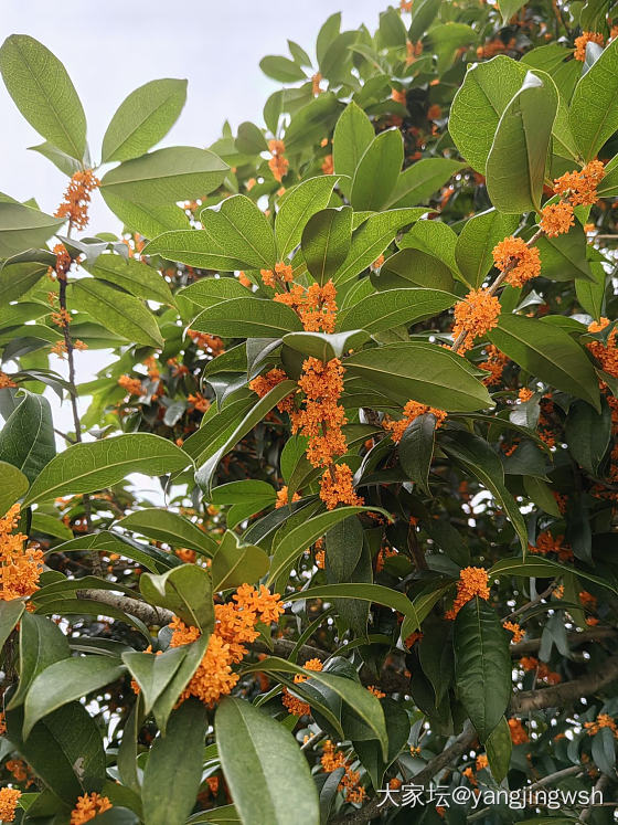 又是一年桂花香_花