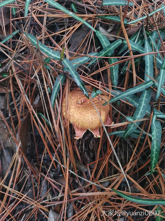 今天的快乐是雨后草地上的蘑菇给的_食材