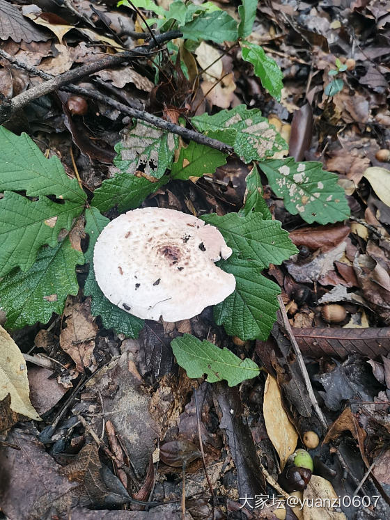 今天的快乐是雨后草地上的蘑菇给的_食材