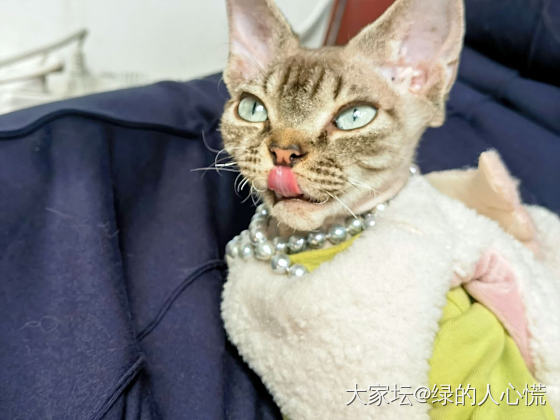 珠宝还是要猫来带_猫