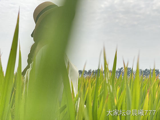 秋天总要去看一次稻田吧_景色