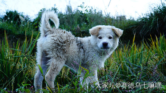 龙脊梯田_旅游景色