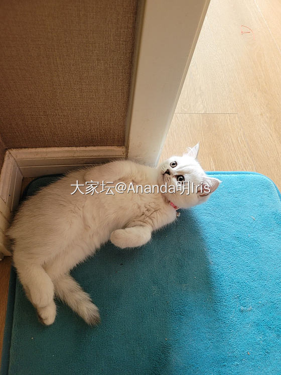 不愧是坛红_福利社手镯金