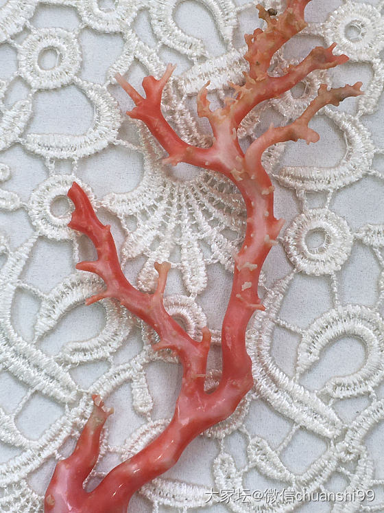台湾红珊瑚 台湾momo红珊瑚 莫莫珊瑚树摆件_有机宝石