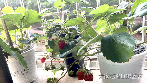草莓🍓🍓🍓_植物