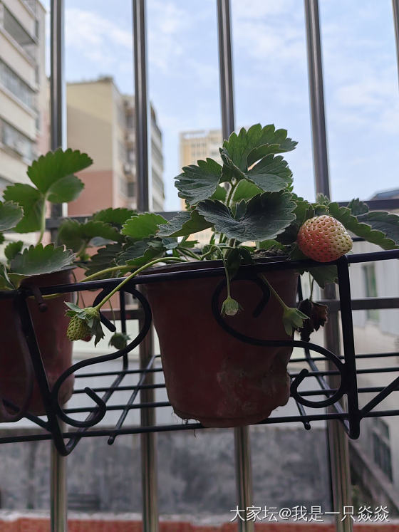 草莓🍓🍓🍓_植物