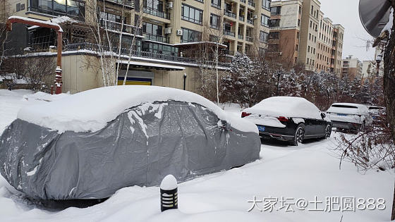 瑞雪兆丰年——零下17度——遛狗/喂鸟/赏雪_金