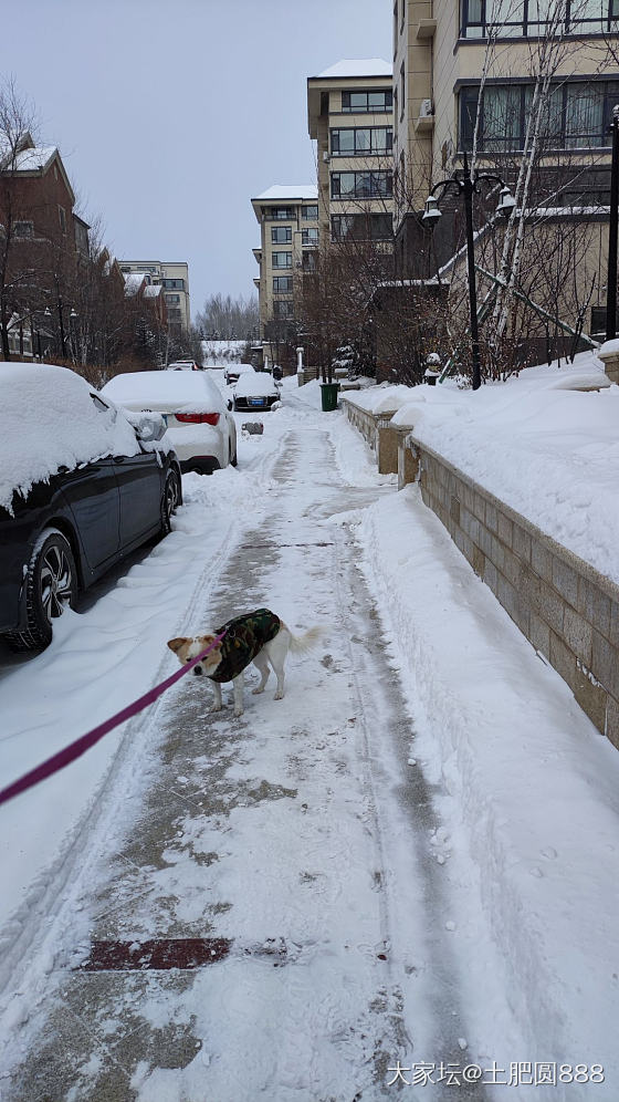 瑞雪兆丰年——零下17度——遛狗/喂鸟/赏雪_金