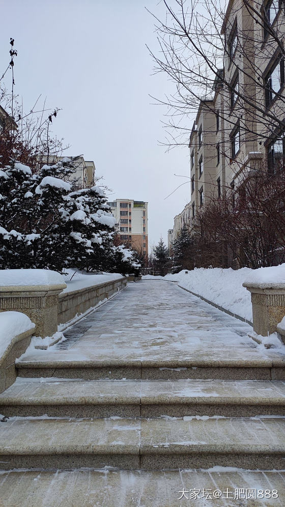 瑞雪兆丰年——零下17度——遛狗/喂鸟/赏雪_金