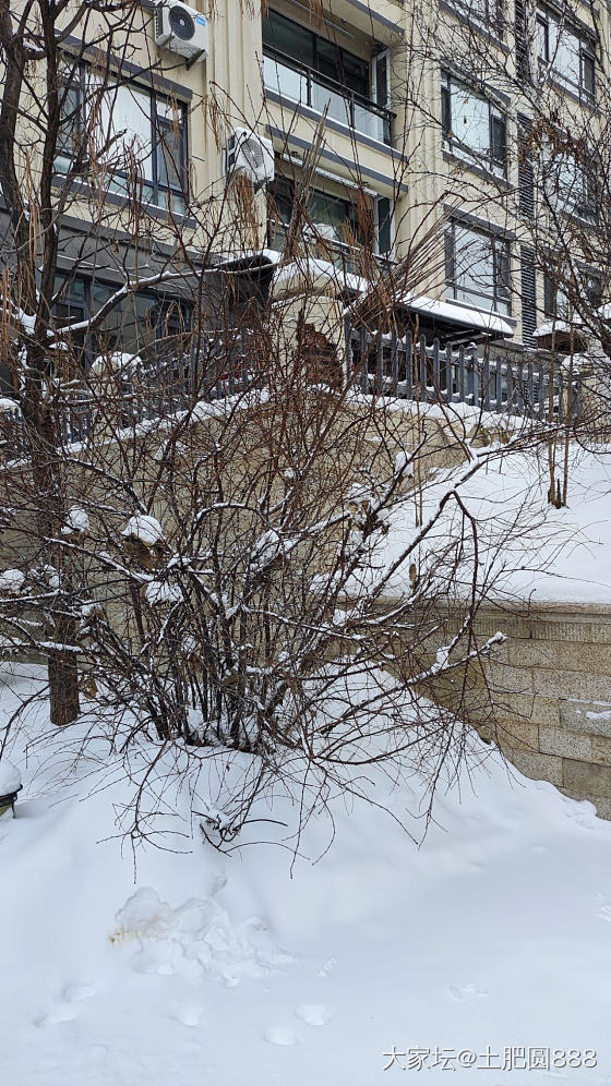 瑞雪兆丰年——零下17度——遛狗/喂鸟/赏雪_金