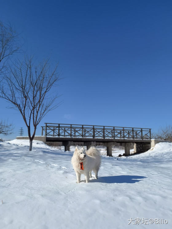 好像来到了雪乡👏_狗